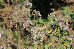Heteromorpha arborescens collina