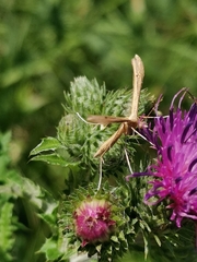 Emmelina monodactyla