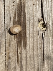 Sphaerium rhomboideum