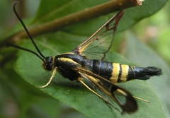 Synanthedon kathyae