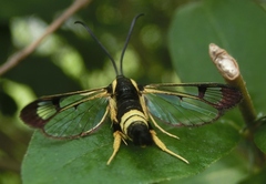 Synanthedon kathyae