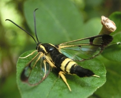 Synanthedon kathyae