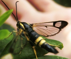 Synanthedon kathyae