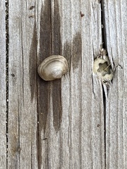 Sphaerium rhomboideum