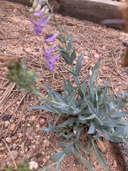 Penstemon secundiflorus