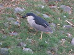 Nycticorax nycticorax