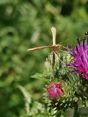 Emmelina monodactyla