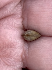 Sphaerium rhomboideum