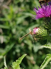 Emmelina monodactyla