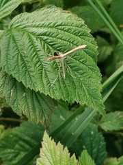 Emmelina monodactyla