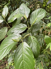 Piper glabrescens