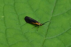 Mathildana newmanella