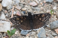 Erynnis pacuvius