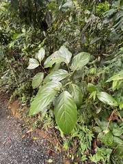 Piper glabrescens