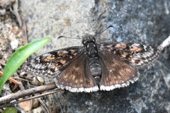 Erynnis pacuvius