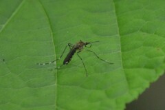 Coquillettidia perturbans