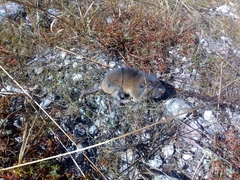 Thomomys sheldoni sheldoni