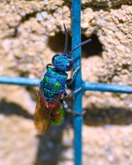 Chrysura austriaca