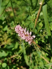 Bistorta officinalis