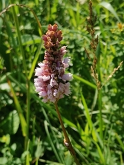 Bistorta officinalis