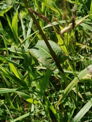 Bistorta officinalis