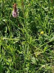 Bistorta officinalis