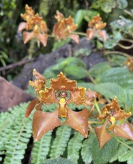 Cyrtochilum trifurcatum