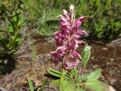 Anacamptis coriophora fragrans