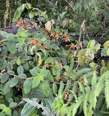Cyrtochilum trifurcatum