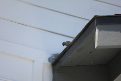 Haemorhous mexicanus