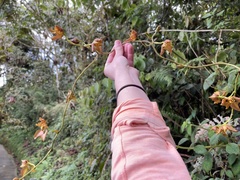 Cyrtochilum trifurcatum