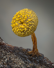 Physarum galbeum