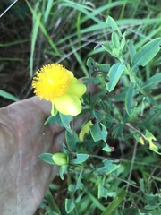 Hypericum frondosum