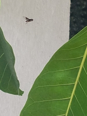 Ocyptamus dimidiatus