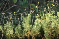 Euryops leiocarpus
