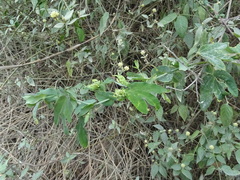 Passiflora jaenensis