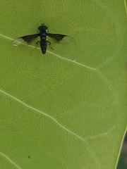 Ocyptamus dimidiatus