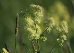 Thalictrum lucidum