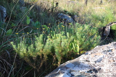 Euryops leiocarpus