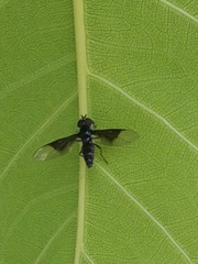 Ocyptamus dimidiatus