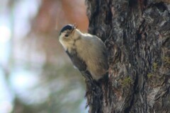 Sitta carolinensis tenuissima