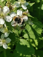 Bombus