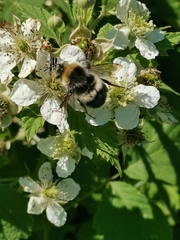 Bombus