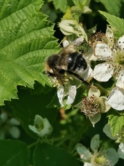 Bombus