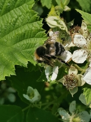 Bombus