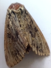 Apamea monoglypha