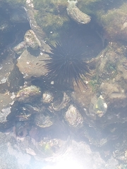 Echinometra vanbrunti