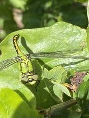 Ophiogomphus cecilia