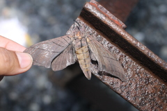 Marumba cristata