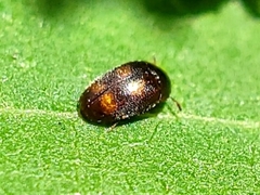 Litargus tetraspilotus